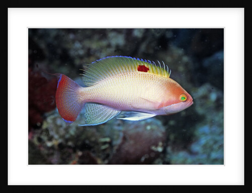 Stocky Anthias by Anonymous