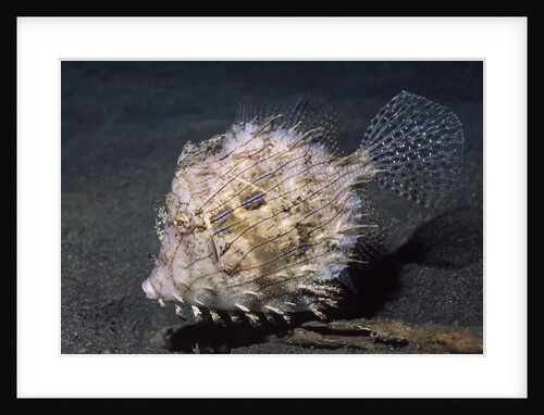 Leafy Filefish by Anonymous