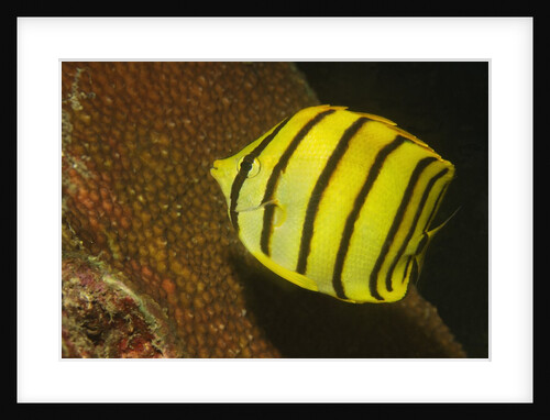Eight-Banded Butterflyfish by Anonymous