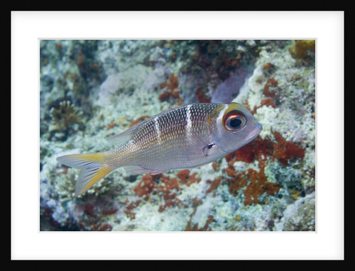 Humpnose Bigeye Bream sub-adult by Anonymous