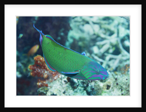 Chain-Lined Wrasse by Anonymous
