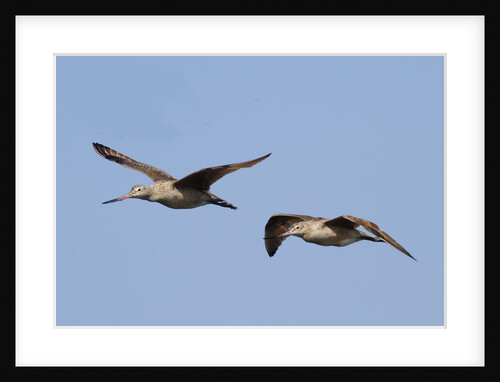 Marbled Godwits in flight by Anonymous