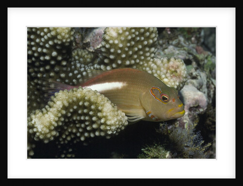 Arc-Eye Hawkfish by Anonymous