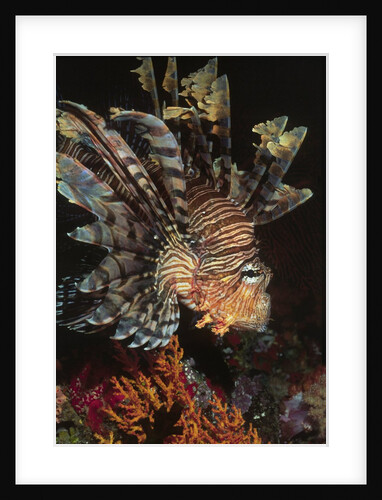 Common Lionfish closeup by Anonymous