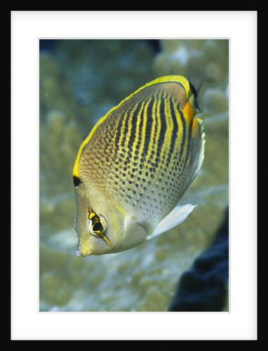 Dot & Dash Butterflyfish by Anonymous