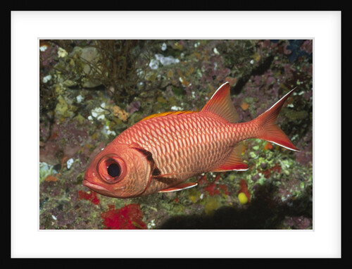 Epaulette Soldierfish by Anonymous