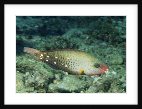 Bullhead Parrotfish in intermediate form by Anonymous