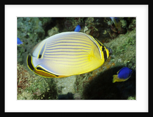 Redfin Butterflyfish by Anonymous