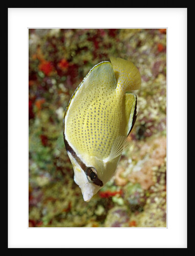 Speckled Butterflyfish by Anonymous