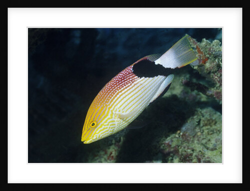 Blackfin Hogfish by Anonymous