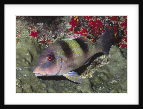 Doublebar Goatfish by Anonymous
