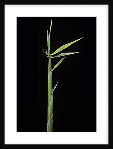 Arundinaria funghomii (bamboo) - shoot by Anonymous