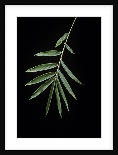 Arundinaria sp. (bamboo) - leaf by Anonymous