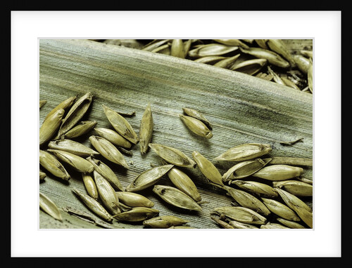 Bambusa arundinacea (bamboo) - seeds by Anonymous