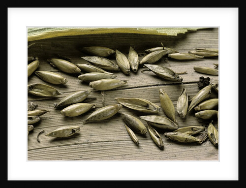 Bambusa arundinacea (bamboo) - seeds by Anonymous
