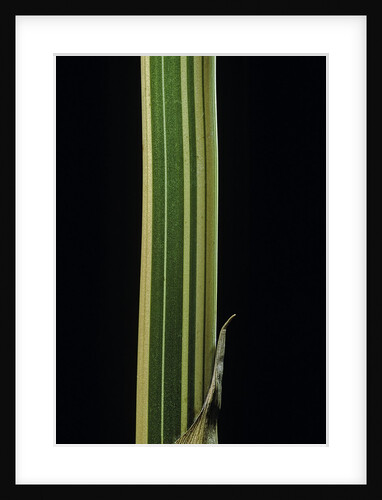 Bambusa multiplex 'Alphonse Karr' (bamboo) - shoot by Anonymous