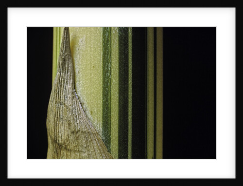 Bambusa multiplex 'Alphonse Karr' (bamboo) - shoot by Anonymous