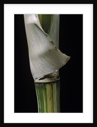 Bambusa multiplex 'Alphonse Karr' (bamboo) - shoot by Anonymous