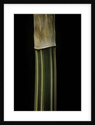Bambusa multiplex 'Alphonse Karr' (bamboo) - shoot by Anonymous