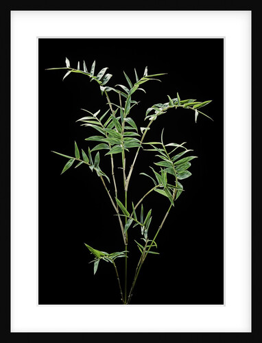Bambusa multiplex 'Fernleaf' (bamboo) by Anonymous