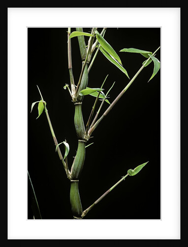 Bambusa ventricosa (Buddha's-belly bamboo) by Anonymous