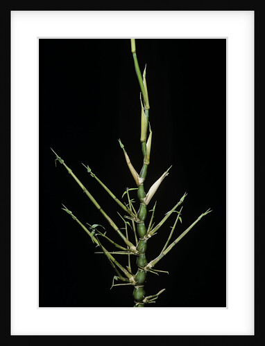 Bambusa ventricosa (Buddha's-belly bamboo) - young culm by Anonymous