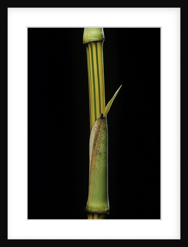 Bambusa vulgaris 'Vittata' (painted bamboo) by Anonymous