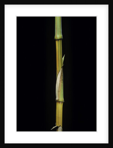 Bambusa vulgaris 'Vittata' (painted bamboo) by Anonymous