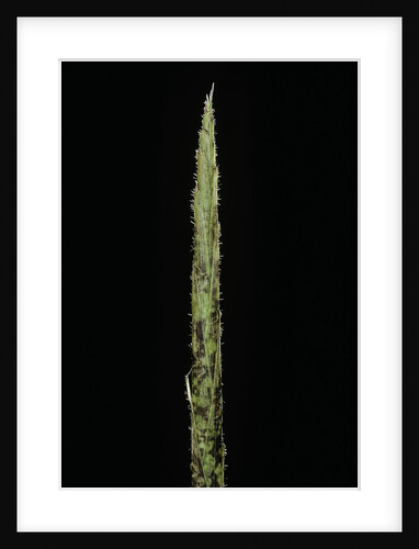 Chimonobambusa marmorea (marble bamboo) - shoot by Anonymous