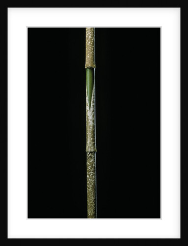 Chimonobambusa marmorea (marble bamboo) - young culm by Anonymous