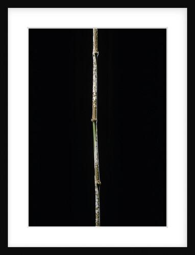 Chimonobambusa marmorea (marble bamboo) by Anonymous