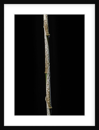 Chimonobambusa marmorea (marble bamboo) - young culm by Anonymous