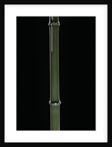 Chimonobambusa quadrangularis (square bamboo) by Anonymous