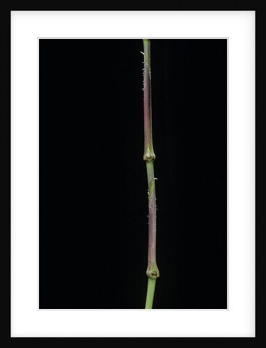Chimonobambusa tumidissinoda (walking stick bamboo) by Anonymous