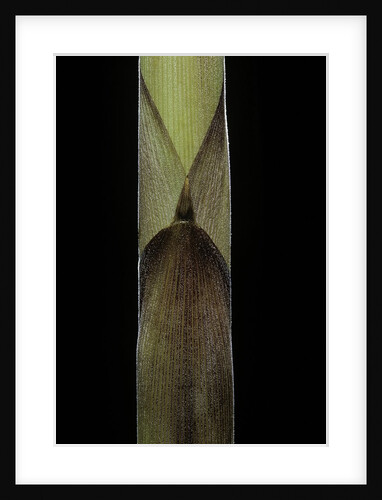 Chusquea breviglumis (bamboo) - shoot by Anonymous
