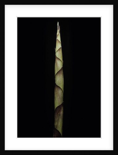 Chusquea breviglumis (bamboo) - shoot by Anonymous