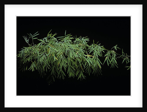 Chusquea coronalis (mexican climbing bamboo) by Anonymous