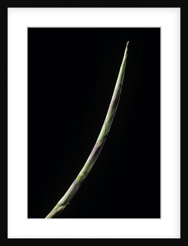 Chusquea culeou (Chilean bamboo) - shoot by Anonymous