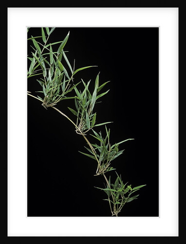 Chusquea quila (bamboo) by Anonymous