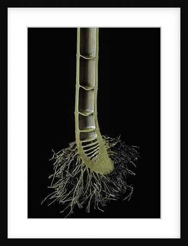 Cut-away section of a bamboo's culm by Anonymous