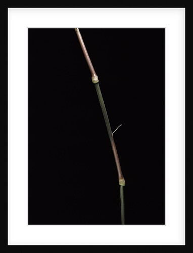 Dinochloa scandens (Java climbing bamboo) - shoot by Anonymous