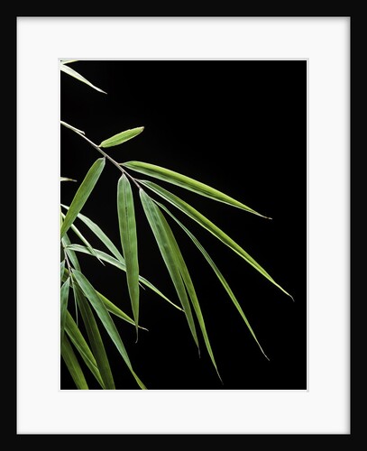 Drepanostachyum falcatum (Slender bamboo) - leaf by Anonymous