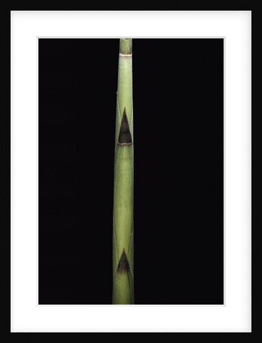 Fargesia utilis (bamboo) - shoot by Anonymous