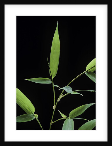 Bamboo leaf by Anonymous