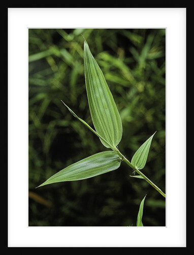 Bamboo leaf by Anonymous