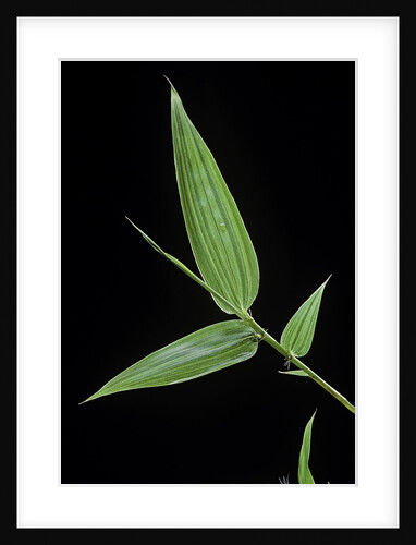 Bamboo leaf by Anonymous