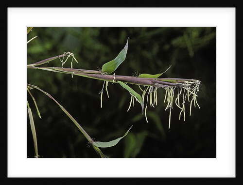 Bamboo flower by Anonymous