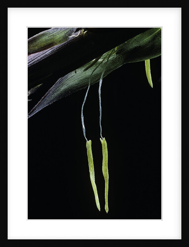 Bamboo flower by Anonymous