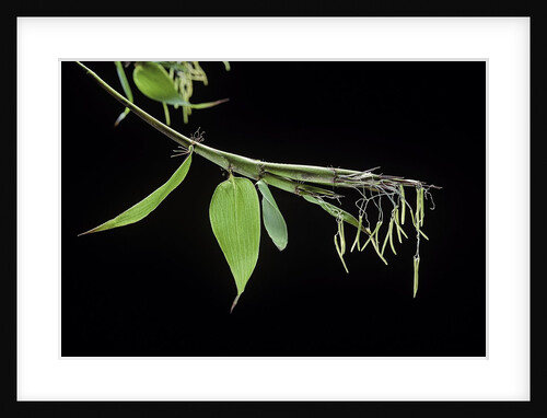 Bamboo flower by Anonymous