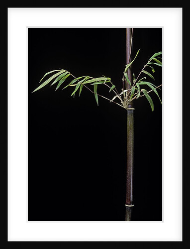 Hymalayocalamus sp. (bamboo) by Anonymous